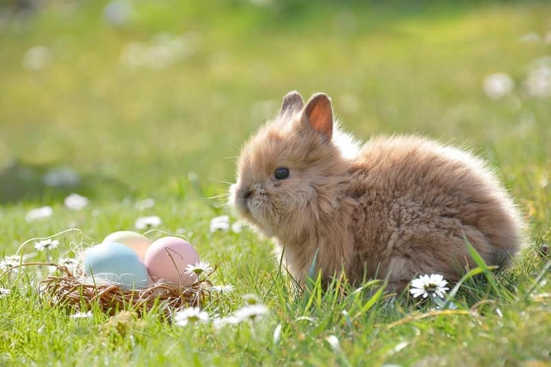 Rabbit Names for Female