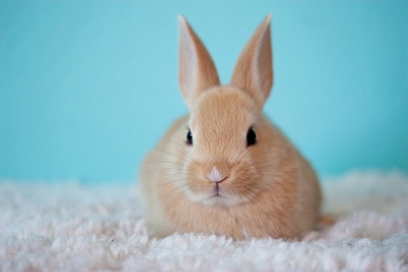 Funny Rabbit Names for Male