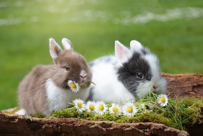 Rabbit Names for Pairs